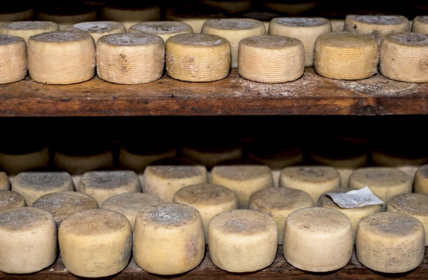 Forme di pecorino stagionato