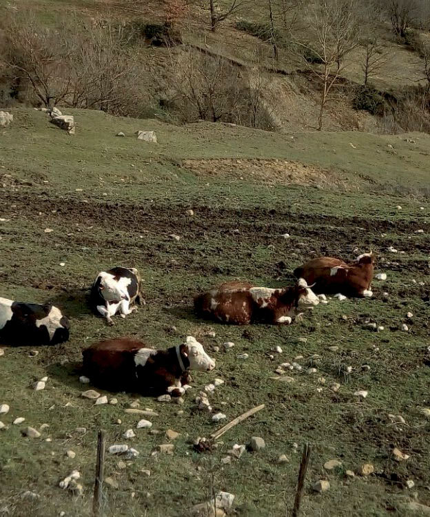 Gregge di pecore al pascolo in montagna