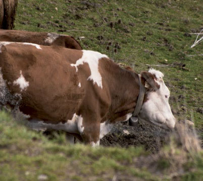 Gregge di pecore al pascolo in montagna